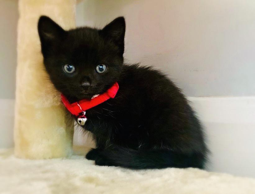 Mochi Mochi