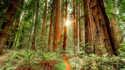 Become a Redwood Food Bank Volunteer Today
