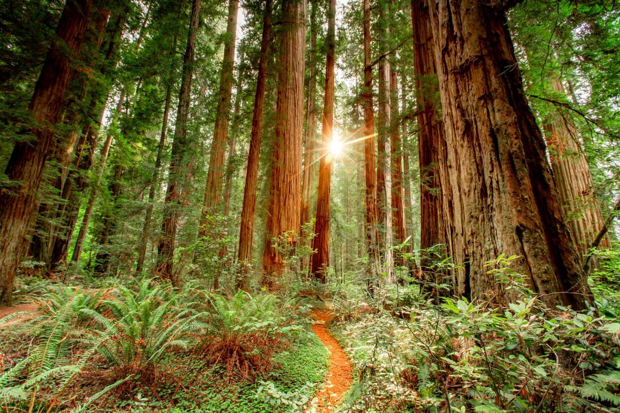 A (VERY) Helpful Redwood National Park Guide (w/ Photos + Video)