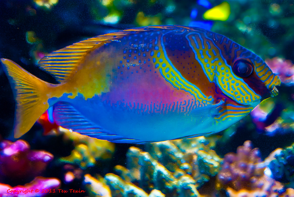 Tropical Fish Free Stock Photo - Public Domain Pictures Tropical Fish Free Stock Photo - Public Domain Pictures