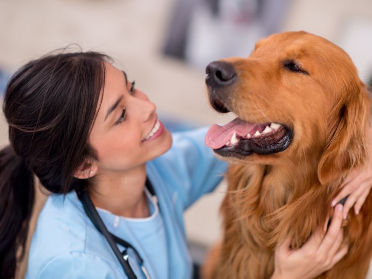 Chewy vet care halcyon
