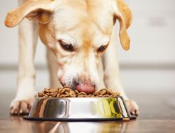 Delivered Dog Food Tailored Nutrition