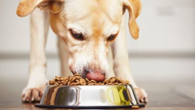 Best Dog Food Delivery Services for Every Budget