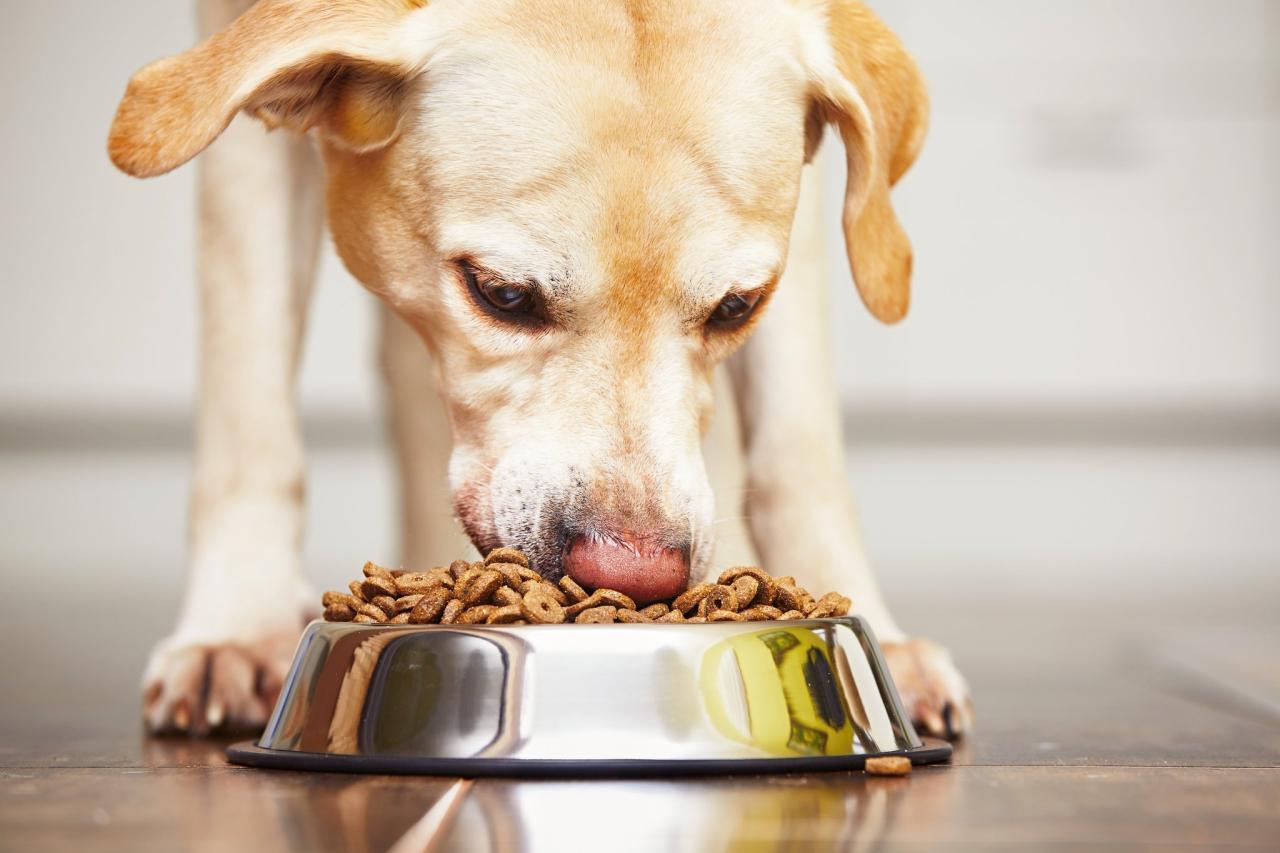 Best Dog Food Delivery Services for Every Budget Best Dog Food Delivery Services for Every Budget