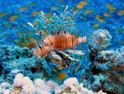 Fish Tank Moving Service Near Me – Expert Movers