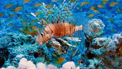 Cardinalfish Perch Aquarium - Free photo on Pixabay