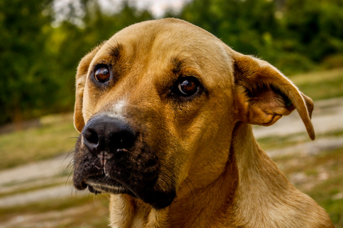 Dog food order