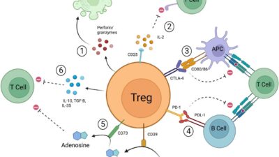 Frontiers | Foxp3+ regulatory T cell therapy for tolerance in ...