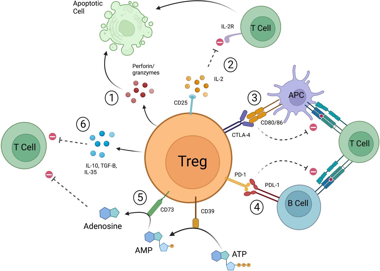 Frontiers | Foxp3+ regulatory T cell therapy for tolerance in ...
