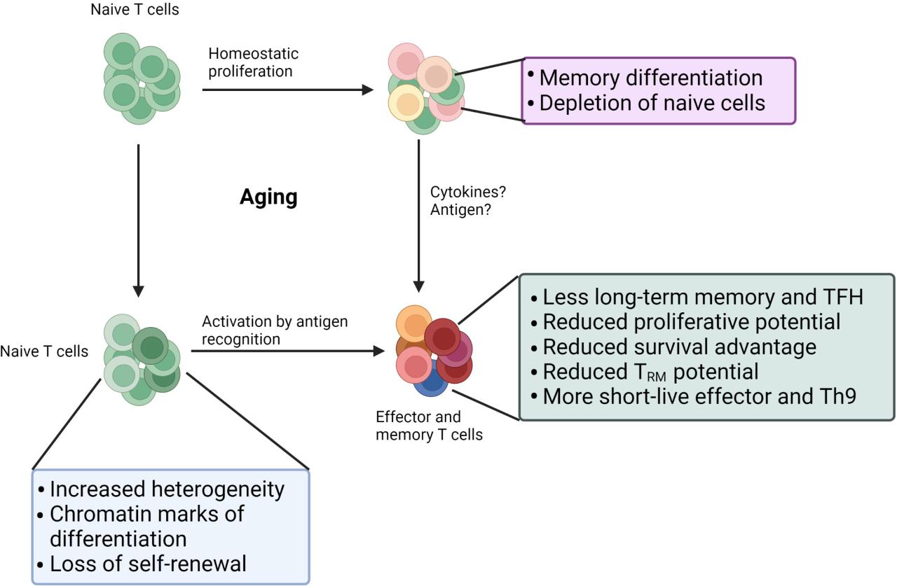 Frontiers | T cell aging and Alzheimer’s disease