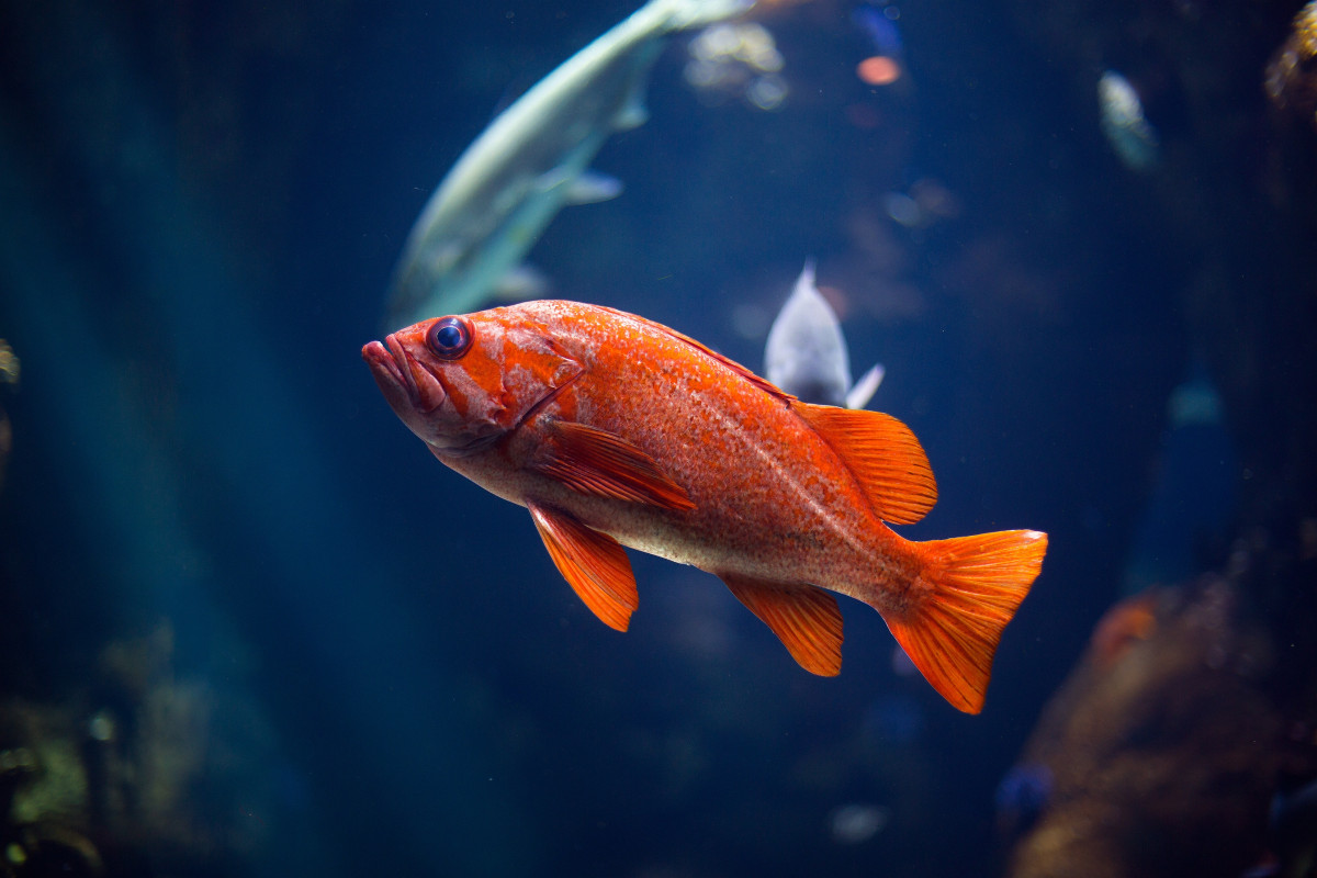 Tropical Fish Free Stock Photo - Public Domain Pictures