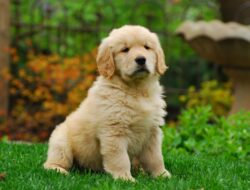 Dog Food Deliveries Your Paw-some Convenience