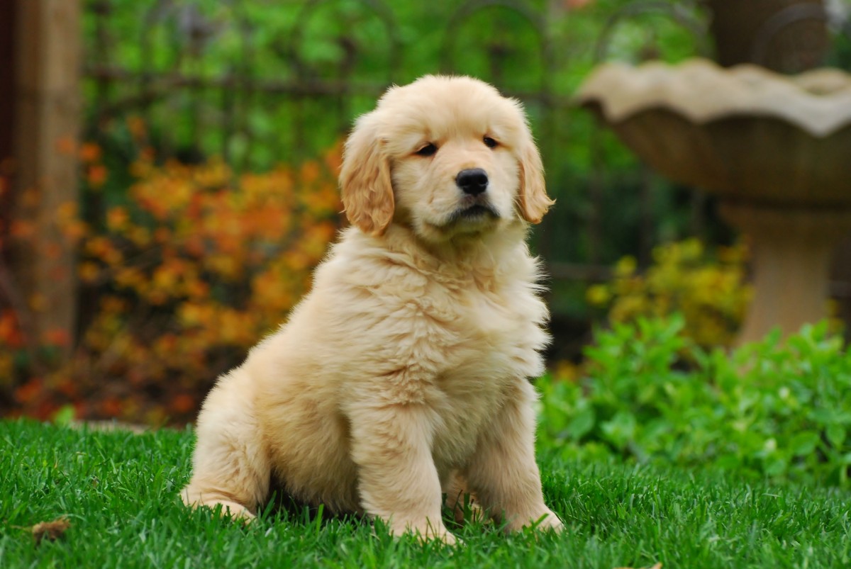 Free Images : landscape, nature, puppy, animal, pet, nose, dogs, golden ... Free Images : landscape, nature, puppy, animal, pet, nose, dogs, golden ...