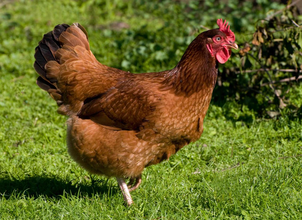 How Long Do Chickens Live? How Long Do Chickens Live?
