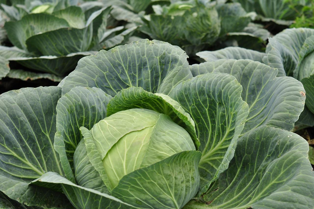 Fotos gratis : planta, comida, Produce, vegetal, cultivo, jardín ... Fotos gratis : planta, comida, Produce, vegetal, cultivo, jardín ...