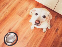Cooked Dog Food Delivery Deliciously Healthy