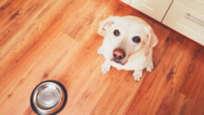 11 Best Dog Food Delivery Subscriptions For Pet Parents - DodoWell ...
