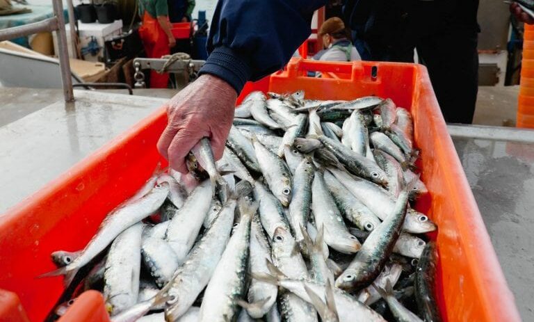 Wild Caught – Fish Club